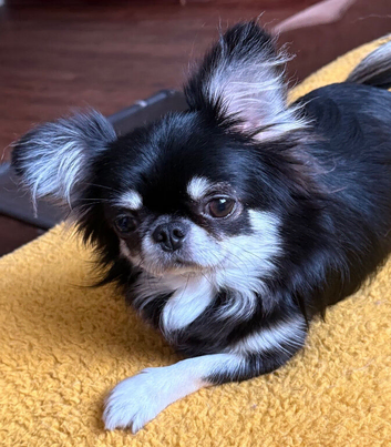 GORGEOUS SMALL CHIHUAHUA BOY &bull; THAI IMPORT &bull; SHORT NOSE &bull; BIG BEAUTIFUL EYES & FLUFFY EARS &bull; &pound;2,000