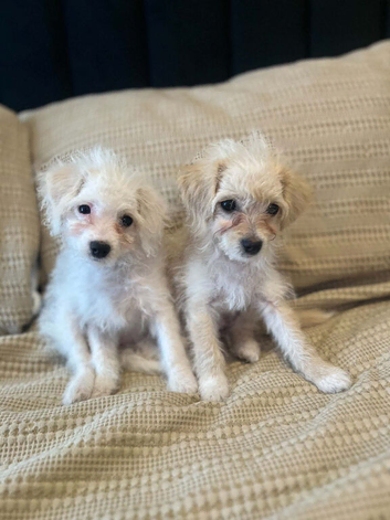 Cavapoochon x Cockerpoo