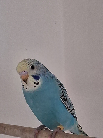Budgie