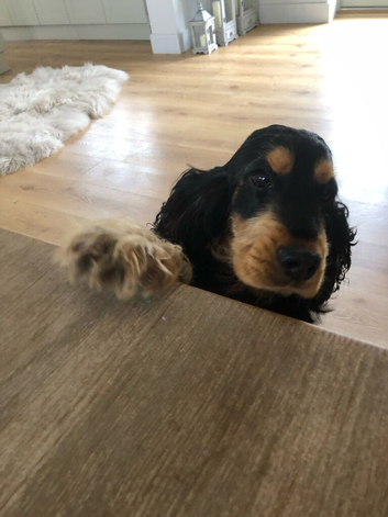 Cocker spaniel beautiful puppies