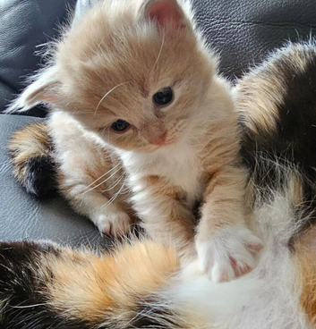 Ragdoll X calico kittens