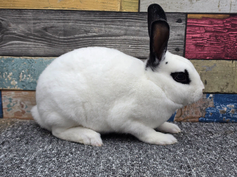 Mini rex bucks ready now