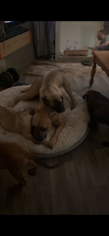 Cane Corso x bullMastiff