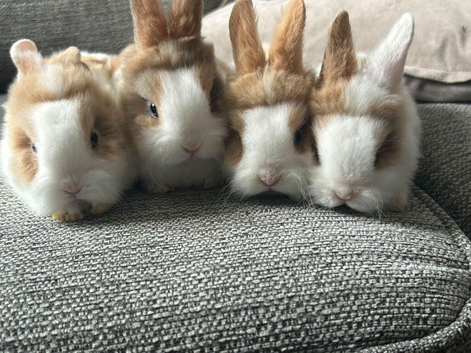 Fluffy 6-Week-Old Lionhead Bunnies &ndash; Ready for New Homes!