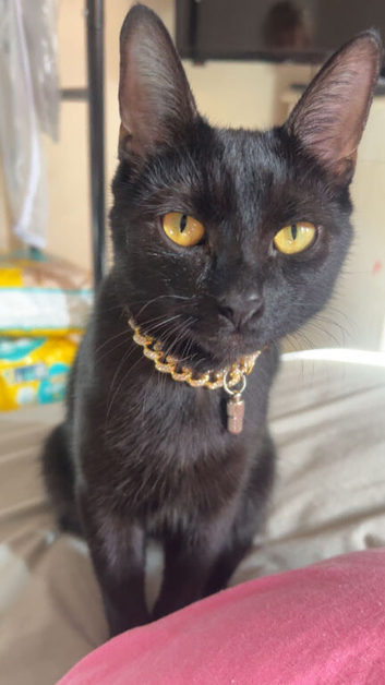 1year old female cat