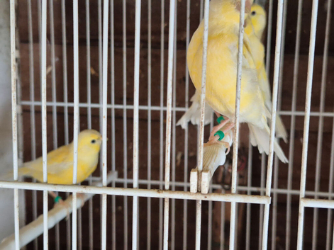 Canaries