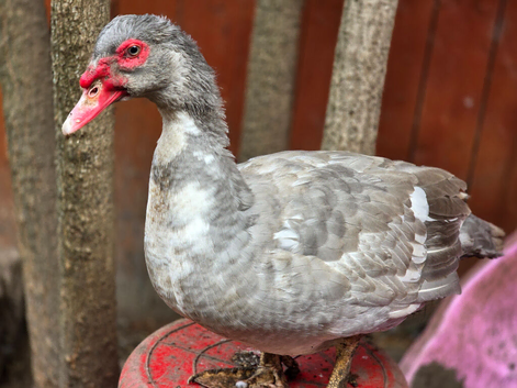 Muscovy drakes