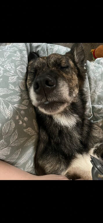 Golden Retriever mixed German Shepherd