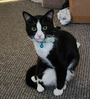 1 year old male unneutered cat