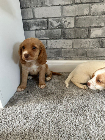 Puppies