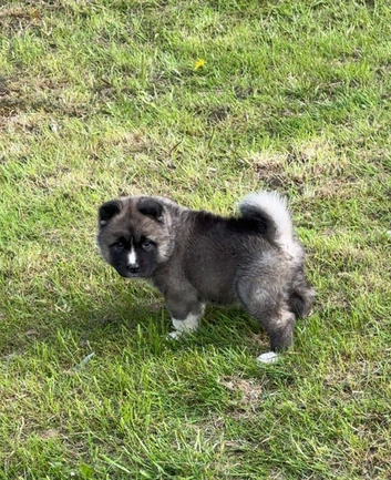 Amerikan akita boy puppy!