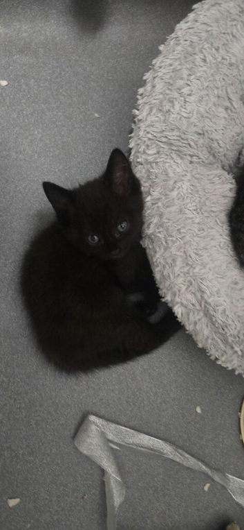 2 kittens for sale neath