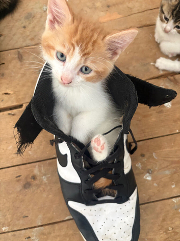 Kittens for sale