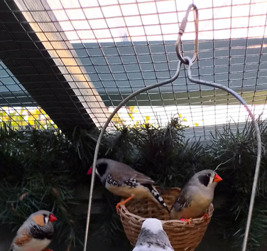 Zebra finches