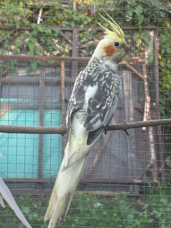 Male Cockatiel for sale