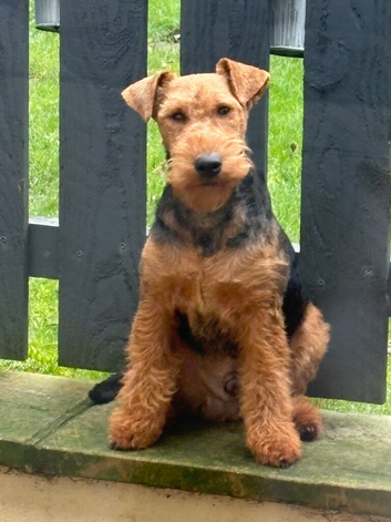Welsh terrier for stud proven