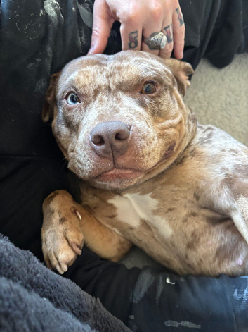 Staffy cross pocket bully