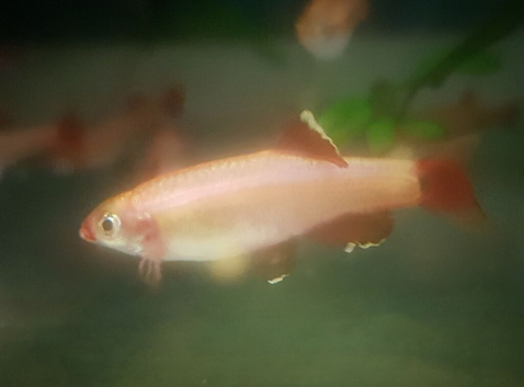 Gold Whitecloud Minnows