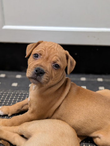 Red Staffordshire bull boy ready now