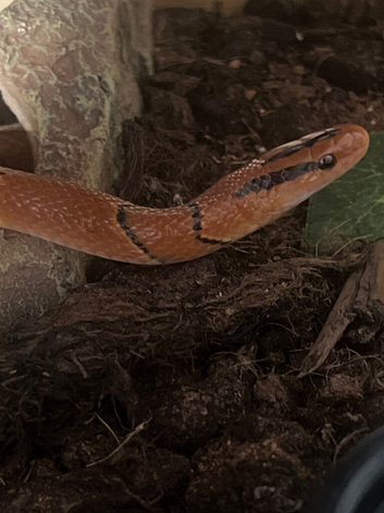 Bamboo rat snake and enclosure