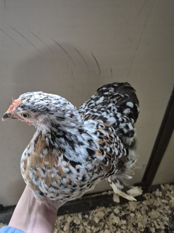 Pair of millefleur pekin bantams