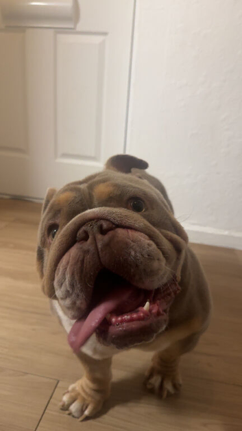 Piggy