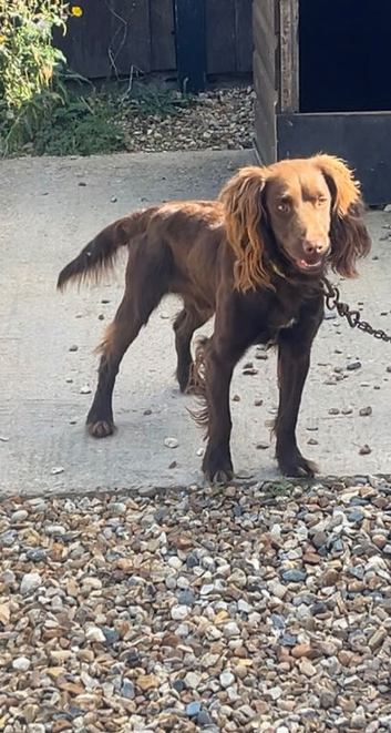 Cocker spaniel male