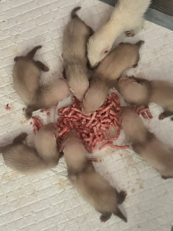 Half micro kits
