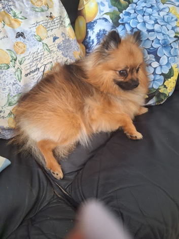 Gorgeous fox face pure Pomeranian