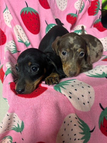 Mini dachshund puppies