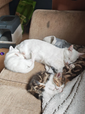 2 Beautiful Khao Manee x Turkish Angora kittens for sale
