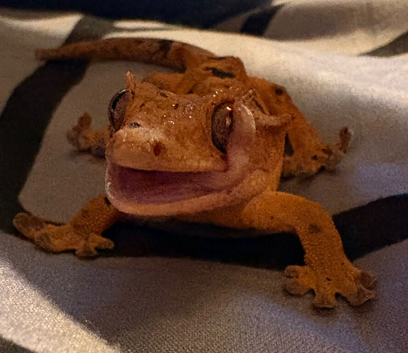Orange super Dalmatian &mdash;PARENTS&mdash;vulcan (sticky claw geckos usa) x snoop (lilly exotics/repashy lines)