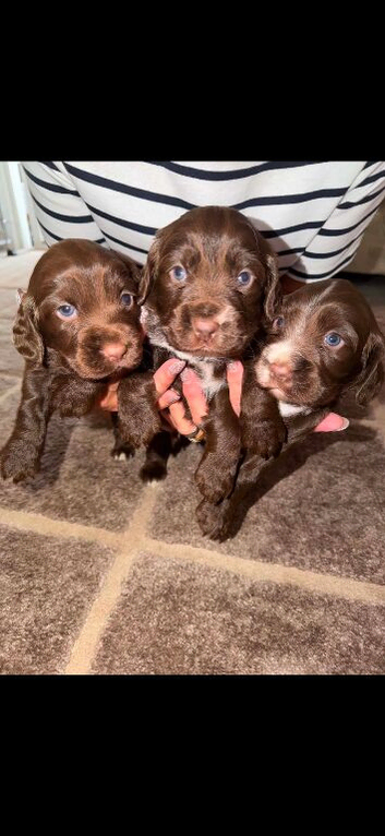 Cocker spaniel