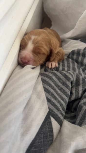 Beautiful cockapoo puppies