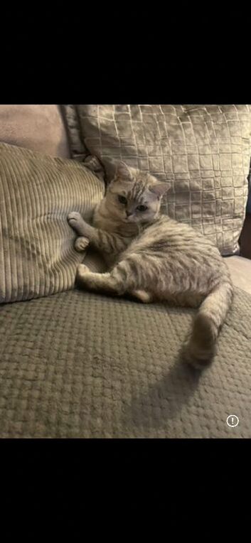 Loving pet home for neuter BSH girl