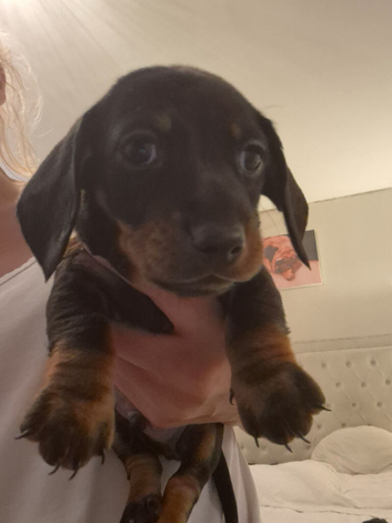 Miniature Dachshunds 3 boys available