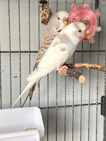 Male And Female budgies with cage
