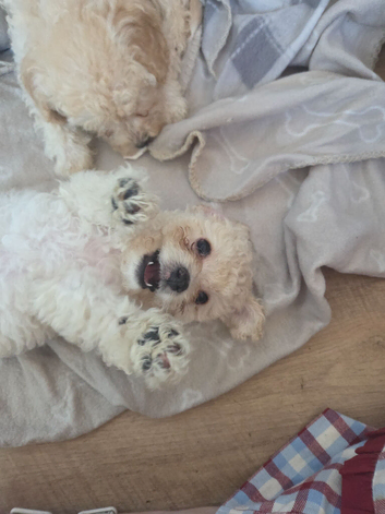 6 beautiful cavachon X cockapoo puppies