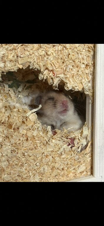 Syrian hamster