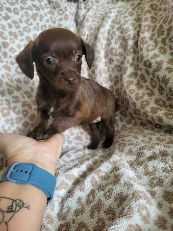 Cockapoo x chihuahua girls