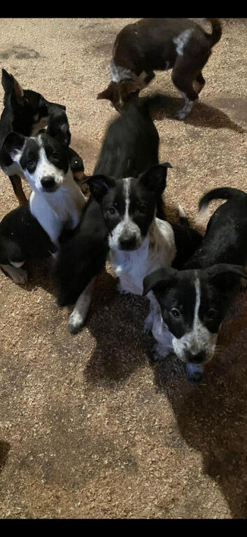 Border Collie Pups