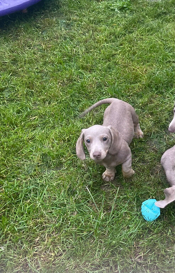 Isabella and tan mini miniature dachshund