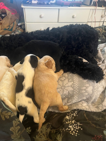 8 beautiful jackapoo puppies