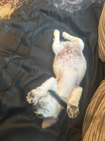 Dog sitter/boarder wanted 13 dec-7th Jan 2026