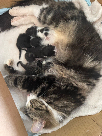 Ragdoll cross tabby long haired kittens