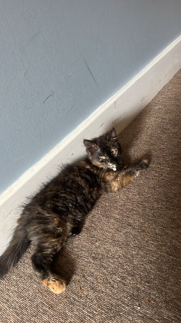 Gorgeous British Mixed brown and blonde Shorthair