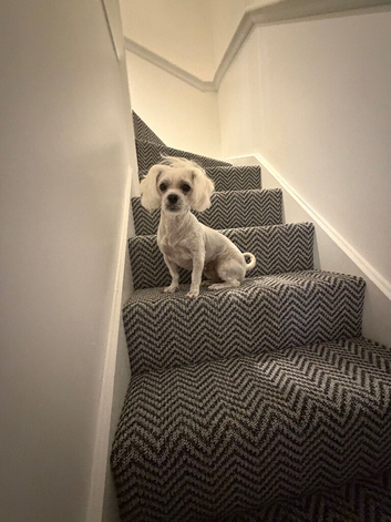 Female Maltese