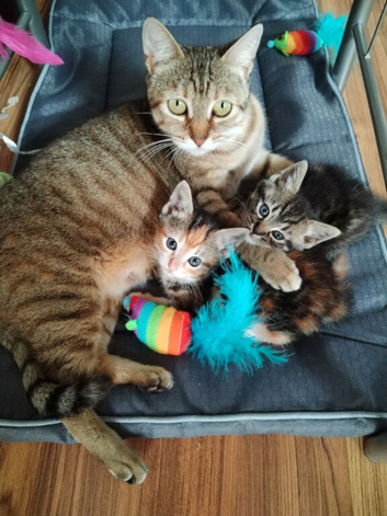Two kittens looking for new home