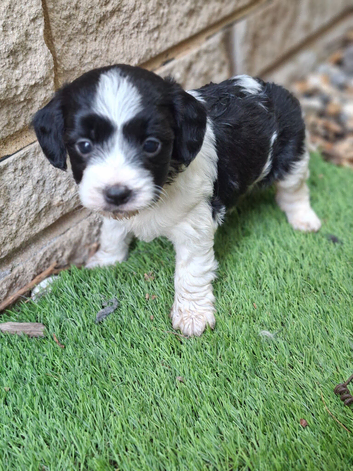Jackapoo puppies for sale