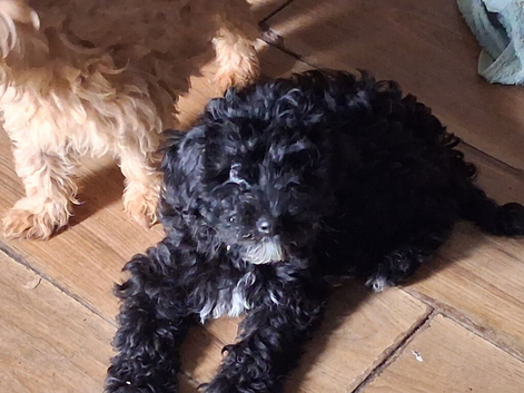 Beautiful Cockerpoo X Poodle puppies